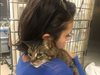 Нина Добрев със сърцераздирателно послание за котката си в инстаграм