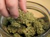 Холандия на път да легализира отглеждането на марихуана