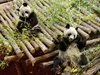 Панда роди близначета във френски зоопарк, едното бебе не оцеля
