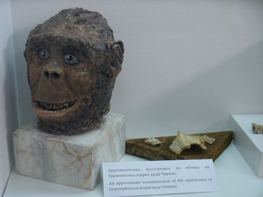 В музея е показана и възстановка на главата на грекопитека - предчовекът, който е живял на Балканите, а не в Африка.