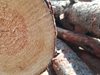 Разследват австрийска фирма за незаконна търговия с дървесина в Румъния