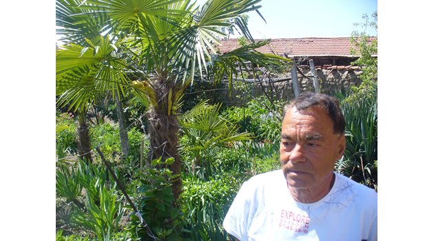 Днес бившият учител по биология Атанас Шопов отглежда екзотични палми и билки в родното си село Царимир, Пловдивско.
Снимка: Ваньо Стоилов