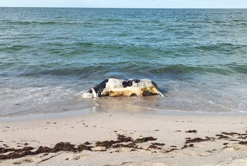 Труп на крава на плажа Корал, не могат да я извадят