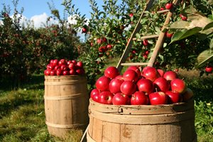 Иран облага с данъци износа си на ябълки, което води до по-нататъшно повишаване на цените