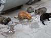 Мъж уби четири котки в микровълновата си фурна