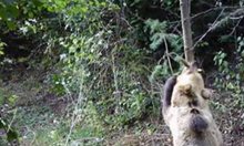 Започва разследване за убитата мечка в Родопите