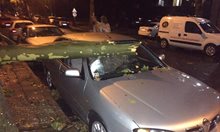Паднало дърво от бурята в Кърджали смачка  колата на бащата на Цвета Караянчева