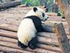Панди-близнаци се родиха в Китай