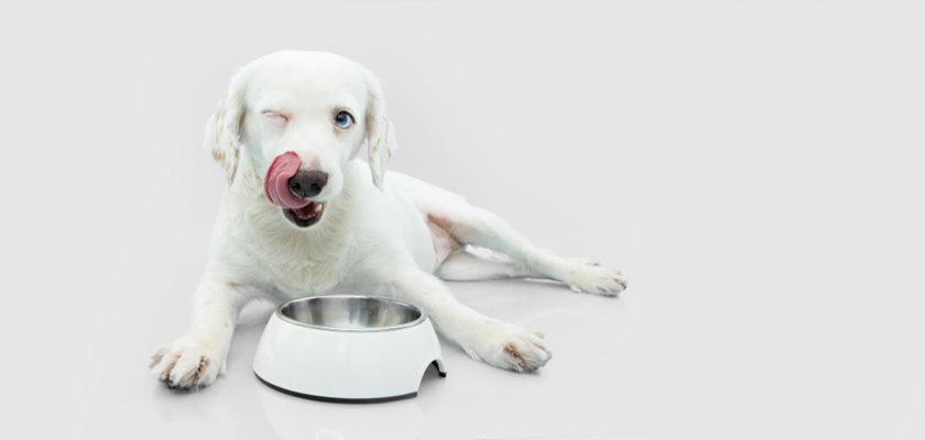 С какво премиум храните за кучета се различават от обикновените?
