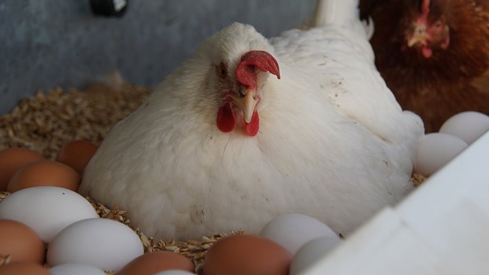 Не е известно дали пернатото е петел или кокошка, снасяща безбожно скъпи яйца