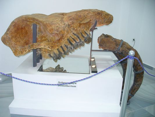 В частния музей могат да се видят останки от животни, живели в Чирпанския край преди милиони години.