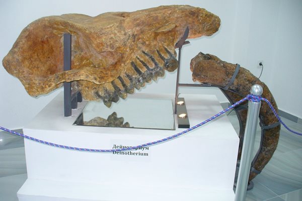 В частния музей могат да се видят останки от животни, живели в Чирпанския край преди милиони години.