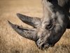 Изпратиха носорог от Единбург в Индонезия на "любовна експедиция"