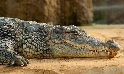 Праисторически вкаменелости, открити в Перу, показват произхода на крокодилите