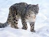 За първи път забелязаха снежен леопард в Източен Тибет