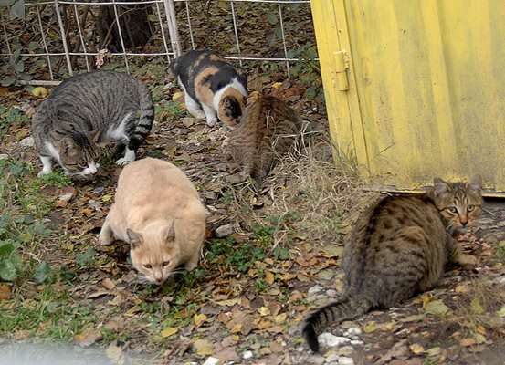Над 2500 котки бяха обезпаризитени и кастрирани в Пловдив