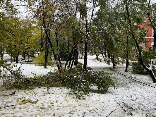 Киша и паднали дървета има навсякъде по тепетата.