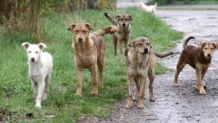 Морско селце пропищя от песове, има нападната и нахапани хора