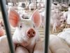 Евростат: Популациите от свине и говеда в ЕС намаляват