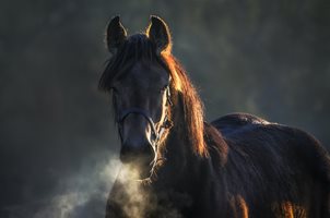 Заловиха крадци на два коня и жребче