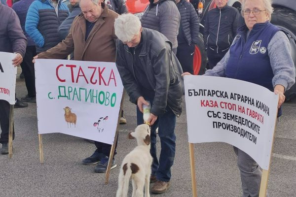 Стопанин храни агънце по време на протеста край Пазарджик