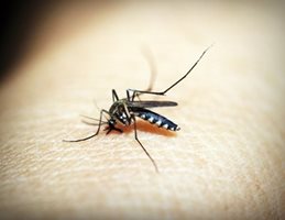 Комарите предават болести, сред които са малария и денга. СНИМКА: Pixabay