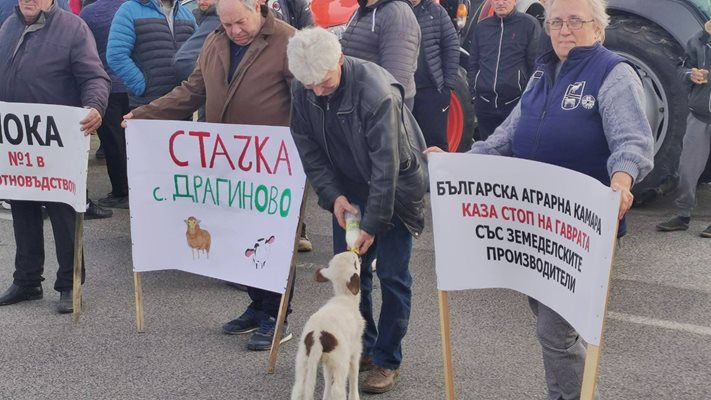 Стопанин храни агънце по време на протеста край Пазарджик