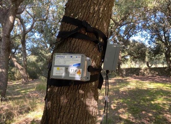 Безжичен сензор от проекта “Офидия 2” е поставен върху дърво в природен парк в Пулия. 