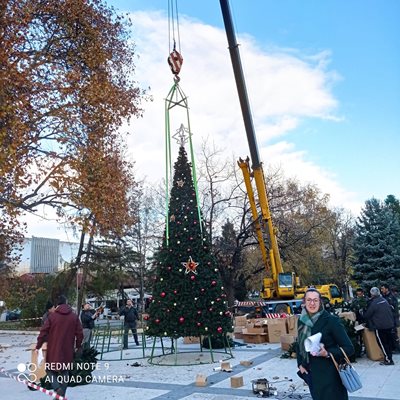 Коледна елха ще краси площад "Жеравица" в Монтана