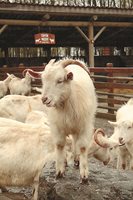 Ако млякото на овцата или козата намалява, прегледайте вимето – ако млякото е по-гъсто, понякога със солен вкус, търсете ветеринарен лекар