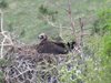 Черни лешояди вече отглеждат потомството си в природен парк "Врачански Балкан"