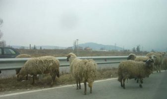 В Асеновград заловиха младежи, превозвали пет крадени овце в кола