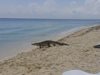 Крокодил уплаши туристите на мексикански плаж (Видео)