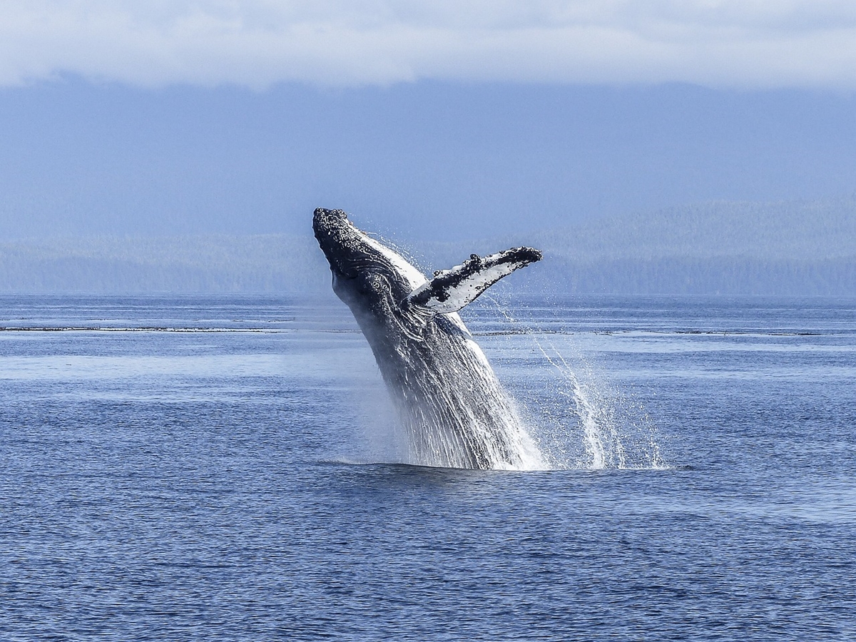 Учени разгадаха как китовете пеят под водата (Снимки)
