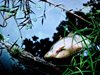 Жегите са причината за измирането на рибата в язовира в Хасково