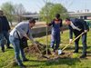 Залесяват с чинари най-гъсто застроения район в Пловдив