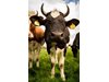 Младите крави се увеличили с 32,5% за 1 г.