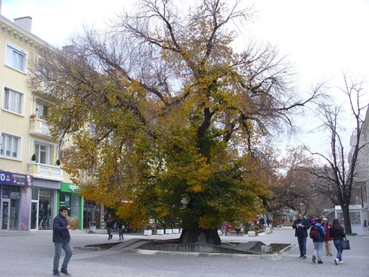 Старият бряст в центъра на Сливен, който е на 1100 години и бе обявен за "Европейско дърво на 2014 г.", е един от символите на града.