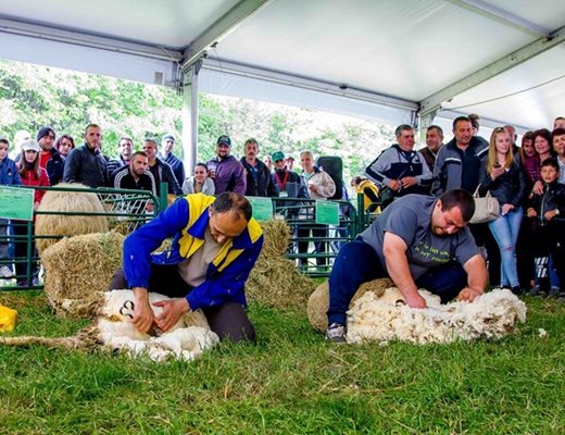 Сръчни фермери показаха на събора как за броени минути се стриже овца
