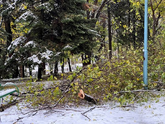 Мокрият сняг изпочупи големи клони, а по хълма Бунарджика е апокалипсис. Снимки и видео: "24 часа"