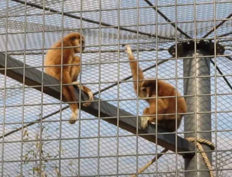Столичният зоопарк се сдоби с нови примати