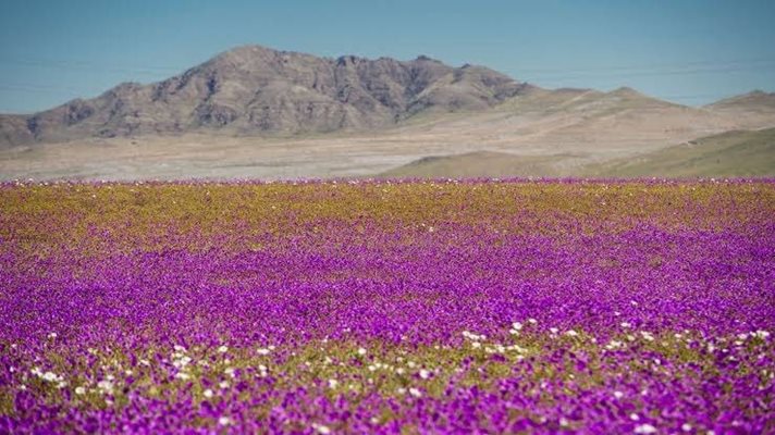 Цветя цъфнаха в пустинята Атакама СНИМКИ: Oneindia