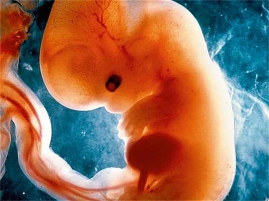 Развитието на ембриона е известно в детайли. От сливането на яйцеклетка и спермий след два дни се образува купчинка от осем клетки, съдържащи един и същ наследствен материал. На дванадесетия ден клетките се закрепват към маточната лигавица, която оттук нататък ги снабдява с кръв. Четириседмичният ембрион вече има наченки на мозък и гръбначен стълб. От петата седмица (1) постепенно се оформят лицето и ръцете.