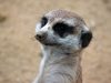 Австралийски зоопарк се похвали с цели 6 новородени сурикати (видео)