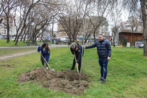 Засадиха 7 чинара и 4 ясена в пловдивския район "Северен" (Снимки)