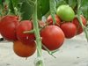 Българският домат може да пробие на най-скъпите пазари