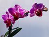 В Монтана доставиха допълнително рози и орхидеи от Холандия за 8-ми март