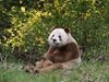 Рядка кафява панда беше забелязана в провинция Шаанси