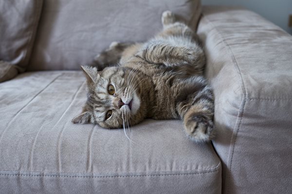 Всяка котка в дома е част от семейството и е много по-значима от красивия нов диван.

