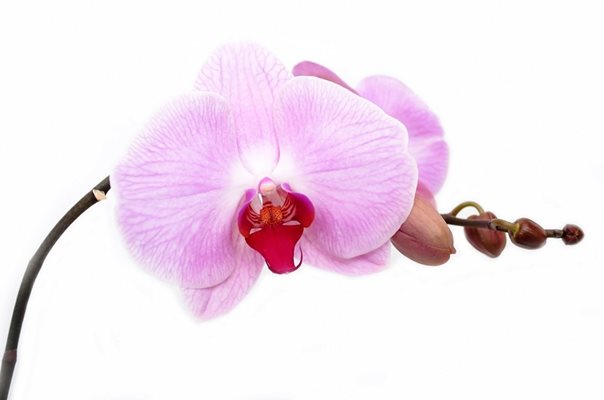 Градина: Как се размножават домашните орхидеи